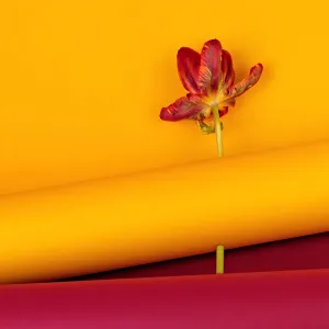 tulip on yellow tulip on yellow