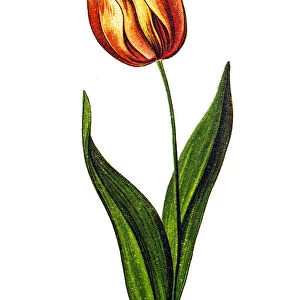 Tulipa gesneriana, the Didiers tulip or garden tulip, is a species of plants in the lily family
