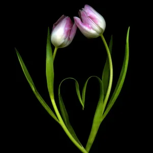 Tulips Print on Black Background Tulips Print on Black Background
