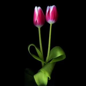 Two Duo-Toned Tulips Print on Black Background Two Duo-Toned Tulips Print on Black Background
