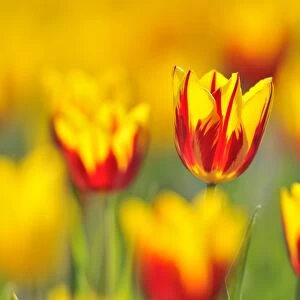 Tulips -Tulipa-, red, yellow
