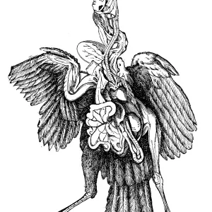 Turkey Anatomy Print Turkey Anatomy Print