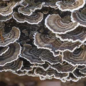 Turkey Tail -Trametes versicolor- on the trunk of a beech, Thuringia, Germany