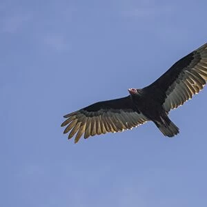 Turkey vulture -Cathartes aura-, Coquimbo Region, Chile