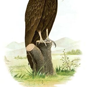 Turkey vulture lithograph 1897