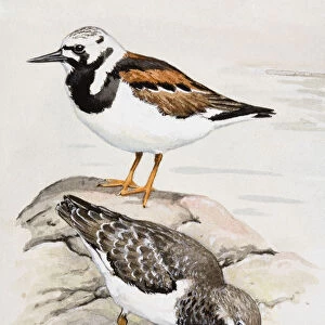 Turnstone (Arenaria interpres), two birds, one pecking, and the other on a rock behind, side view