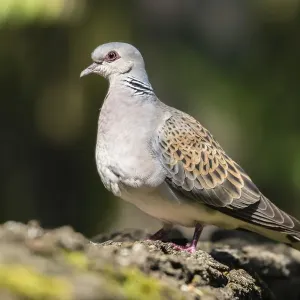 Turtle Dove Print, Bacs-Kiskun, Hungary Turtle Dove Print, Bacs-Kiskun, Hungary