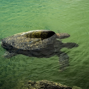 Turtles at tortuga bay