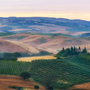 Tuscany Field in Summer Season Tuscany Field in Summer Season