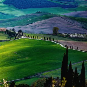 Tuscany, springtime in the afternoon. Path, green rolling hills and cypress trees