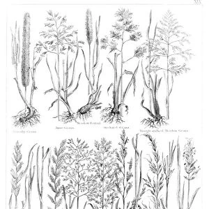 Types of grass engraving 1873
