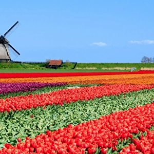 Typical Dutch Landscape in spring