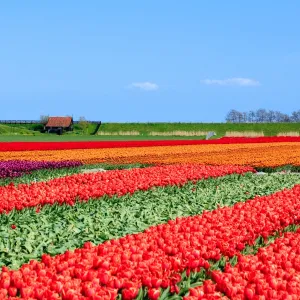 Typical Dutch Landscape in spring