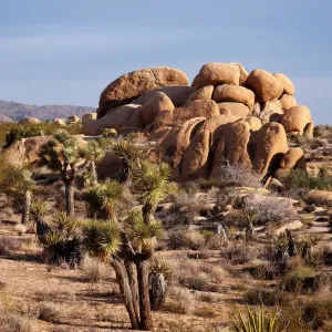 Joshua Tree National Park Landscape Print Joshua Tree National Park Landscape Print