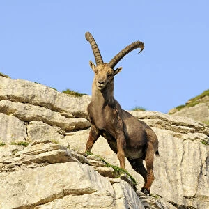 Typical pose of an alpine ibex (Capra ibex)