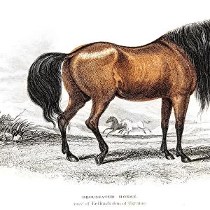 Ukrainian Riding Horse 1841