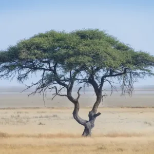 Umbrella Thorn Acacia Print, Etosha Pan Umbrella Thorn Acacia Print, Etosha Pan