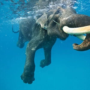 Underwater elephant