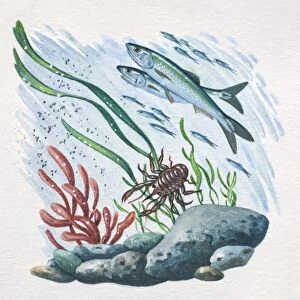Underwater scene with fish, crab, sea plants and rocks, side view