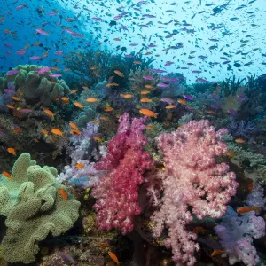 Fiji Coral Reef Marine Life Print Fiji Coral Reef Marine Life Print