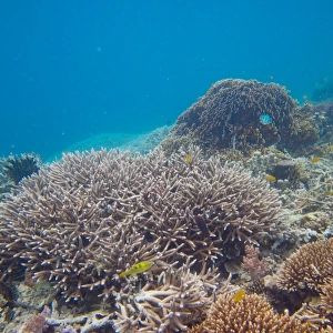 Underwater shot of coral in clear tropical water, Palau