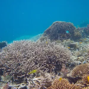 Underwater shot of coral in clear tropical water, Palau Underwater shot of coral in clear tropical water, Palau