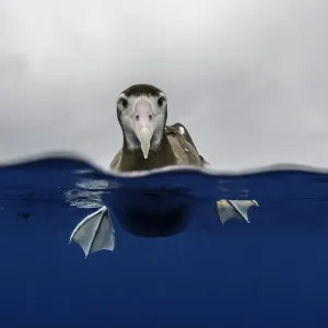 Vista aérea y subacuática de un albatros cabeza marrón descansando en la superficie del agua. Vista aérea y subacuática de un albatros cabeza marrón descansando en la superficie del agua.