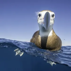 Over and underwater view of a brown headed albatross resting on the waters surface Over and underwater view of a brown headed albatross resting on the waters surface