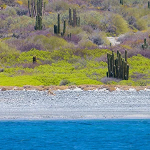 UNESCO Site Desert landscape in springtime, Baja, Sea of Cortez, Mexico