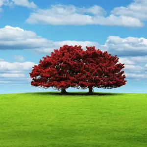 Unity in Red Two Banyan Trees Print, Kohala Mountain Road