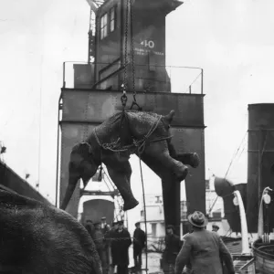 Déchargement d'éléphants Déchargement d'éléphants