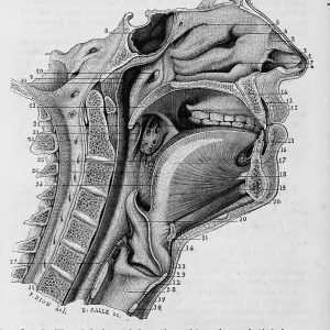 Upper Respiratory System Upper Respiratory System