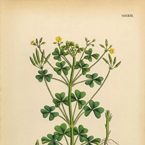 Upright Yellow Sorrel, Oxalis stricta, Victorian Botanical Illustration, 1863