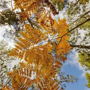 Upward view through ferns in pine forest, Upper Peninsula of Michigan, USA Upward view through ferns in pine forest, Upper Peninsula of Michigan, USA