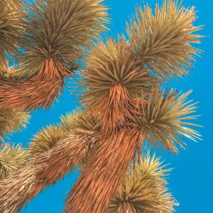 Upward view of Joshua Tree on sunny bright day Upward view of Joshua Tree on sunny bright day
