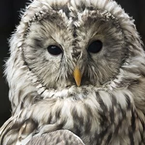 Ural Owl (Strix uralensis), portrait. Pyrenees, France
