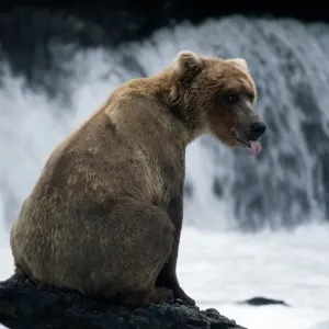 (ursus arctos) USA, Alaska Peninsula, Katmai National Park. Young female waiting for salmon run (ursus arctos) USA, Alaska Peninsula, Katmai National Park. Young female waiting for salmon run