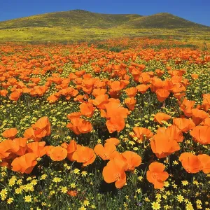 USA, California, Antelope Valley, California golden poppies USA, California, Antelope Valley, California golden poppies