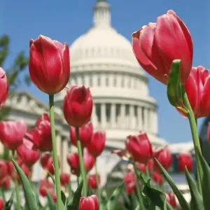 USA, Washington D. C. Capitol Hill, Capitol Building and tulip flowers USA, Washington D. C. Capitol Hill, Capitol Building and tulip flowers