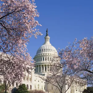 USA, Washington D. C. Capitol Hill, Capitol Building, cherry blossoms USA, Washington D. C. Capitol Hill, Capitol Building, cherry blossoms