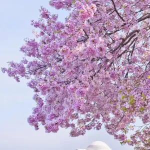 Thomas Jefferson Memorial Print with Cherry Blossoms Thomas Jefferson Memorial Print with Cherry Blossoms
