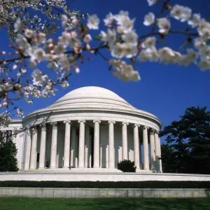 Thomas Jefferson Memorial Print, Spring Cherry Blossoms Thomas Jefferson Memorial Print, Spring Cherry Blossoms