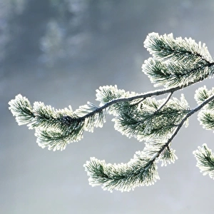 USA, Wyoming, frost covered evergreen branch, close-up