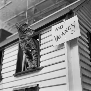 Print of a kitten observing a No Vacancy sign on a cat house