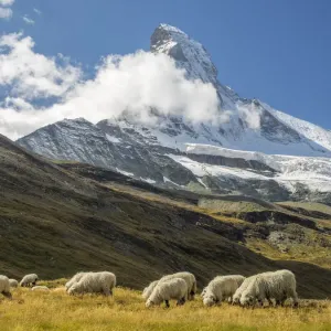 Valais Blacknose Sheep Print with Matterhorn Background Valais Blacknose Sheep Print with Matterhorn Background