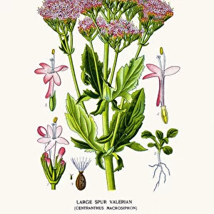 Valerian plant