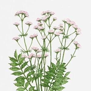 Valeriana officinalis (Valerian) with pink flowers and green leaves on tall stem