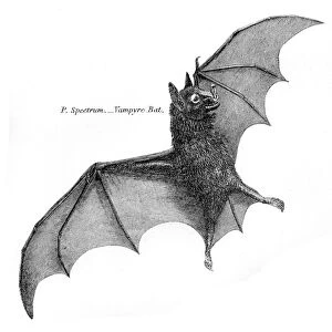Vampire bat illustration 1803