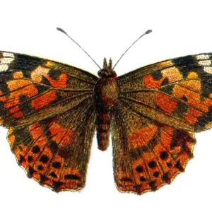 Vanessa cardui, the Painted Lady butteryfly, Wildlife art Vanessa cardui, the Painted Lady butteryfly, Wildlife art