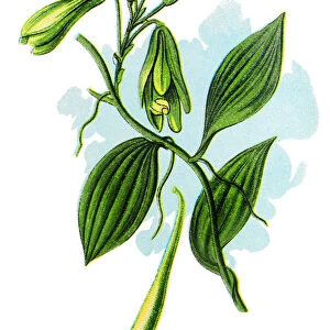 Vanilla planifolia, flat-leaved vanilla, Tahitian vanilla, and West Indian vanilla, vanilla
